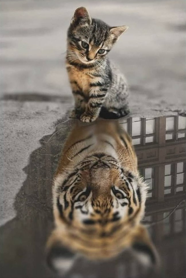 Gatto domestico e codice felino primordiale