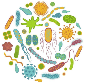 Enterococcus faecium