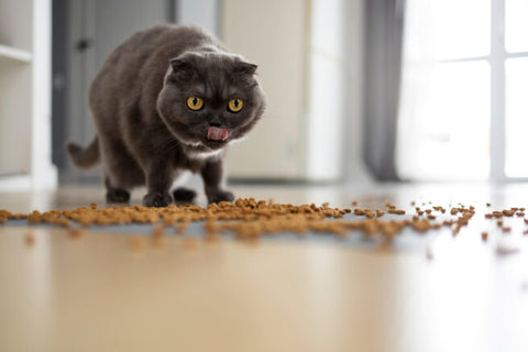 Conservanti tossici nel cibo per gatti