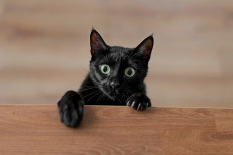 Prebiotici naturali e intestino felino