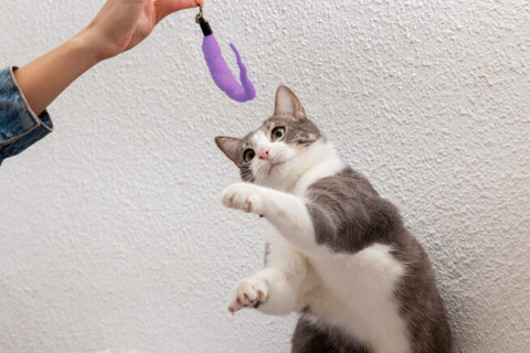 Taurina, il segreto della vitalità felina