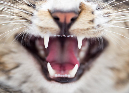Lo stomaco del gatto