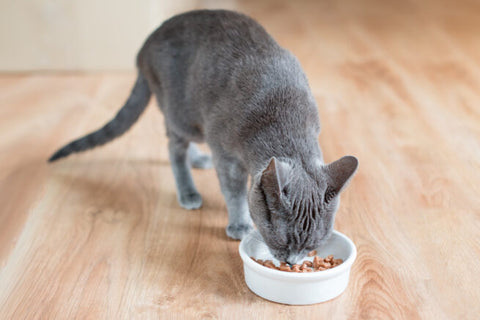 L'intestino del gatto
