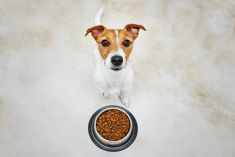 Ciotola di cibo morbido per cane