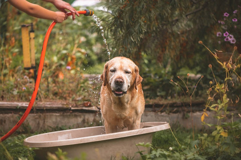 Igiene orale del cane trascurata