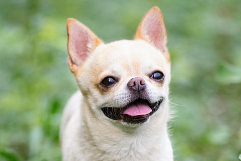 Chihuahua, razza predisposta al tartaro