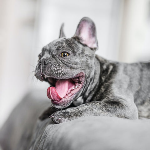 Bulldog francese a bocca aperta sul letto