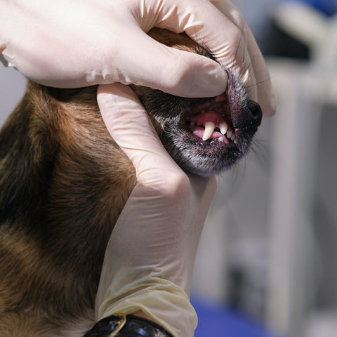 Veterinario esamina i denti di un cane