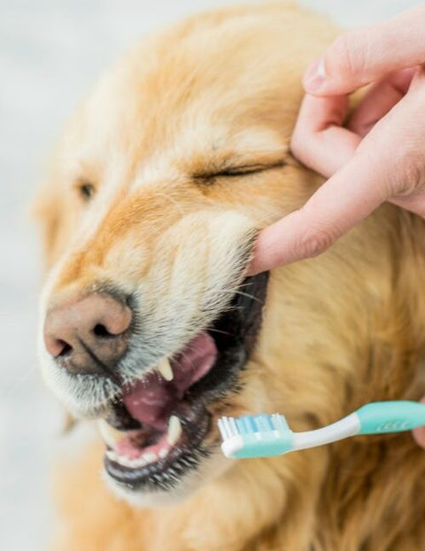 Parodontite nel cane