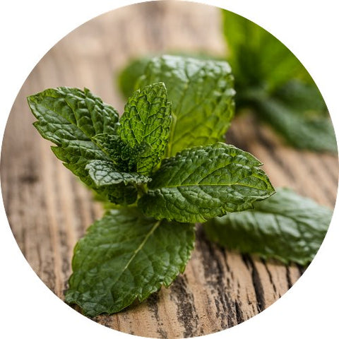 Menta piperita, fonte del mentolo