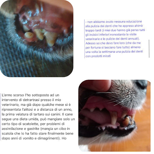 Messaggi di clienti sui problemi dentali del cane