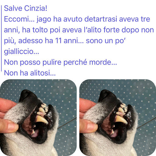 Messaggi di proprietari sui denti del cane