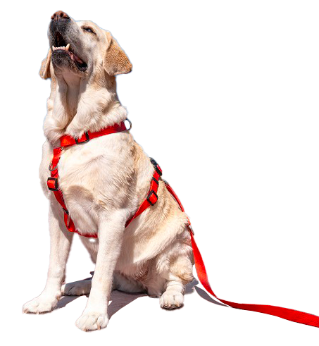 Labrador con pettorina WonderWalk rossa