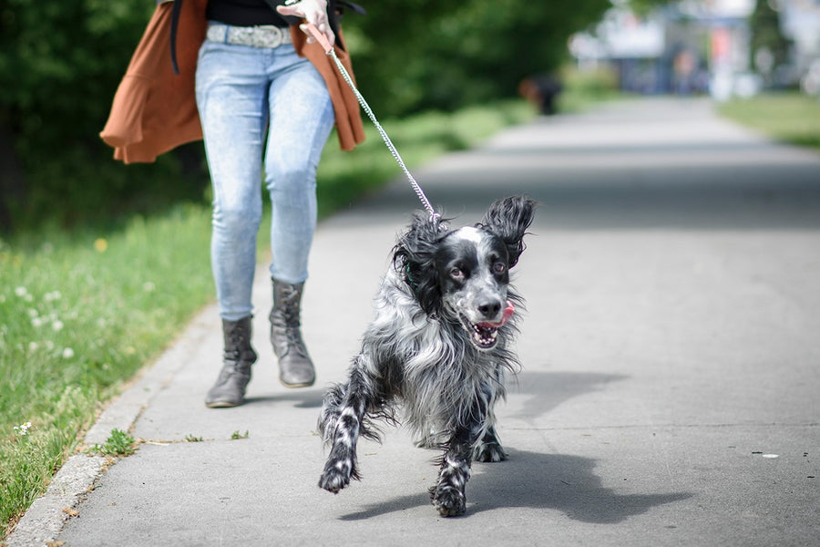 Cane che cammina al guinzaglio accanto alla proprietaria